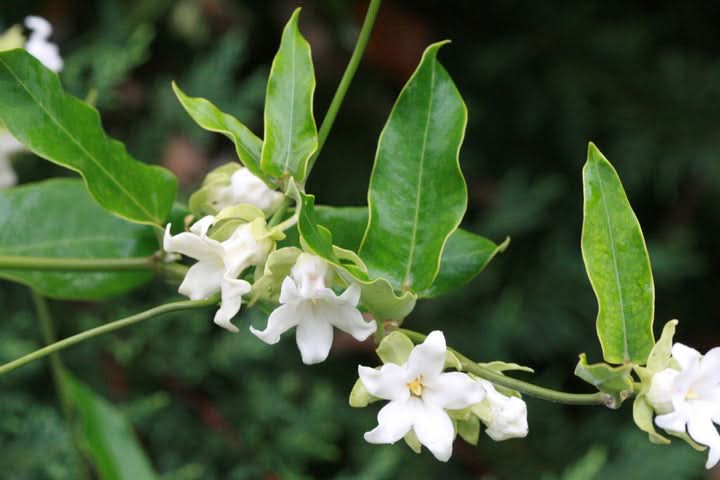Araujia Flower Seeds for Planting – Fast-Growing Climbing Ornamental Blooms