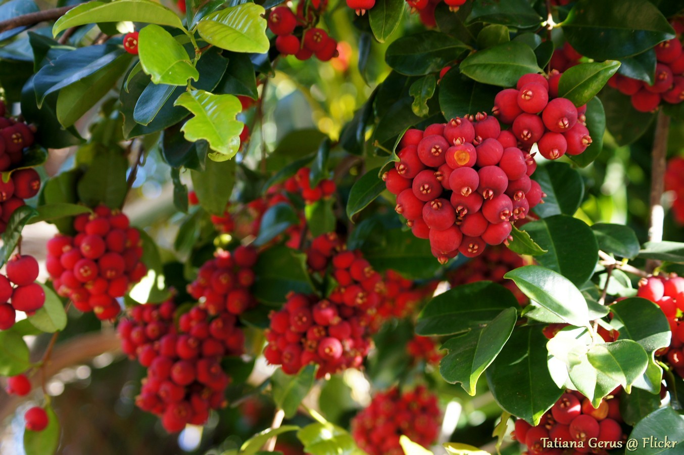 Fibrous Satinash (Syzygium fibrosum)