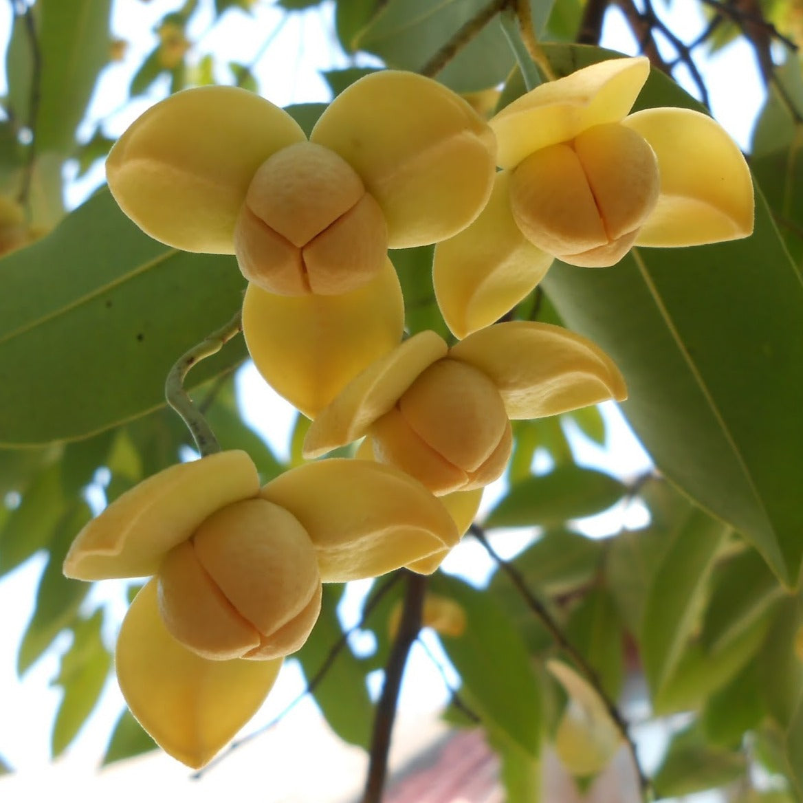 Rumdul – Sweet and Fragrant Tropical Fruit