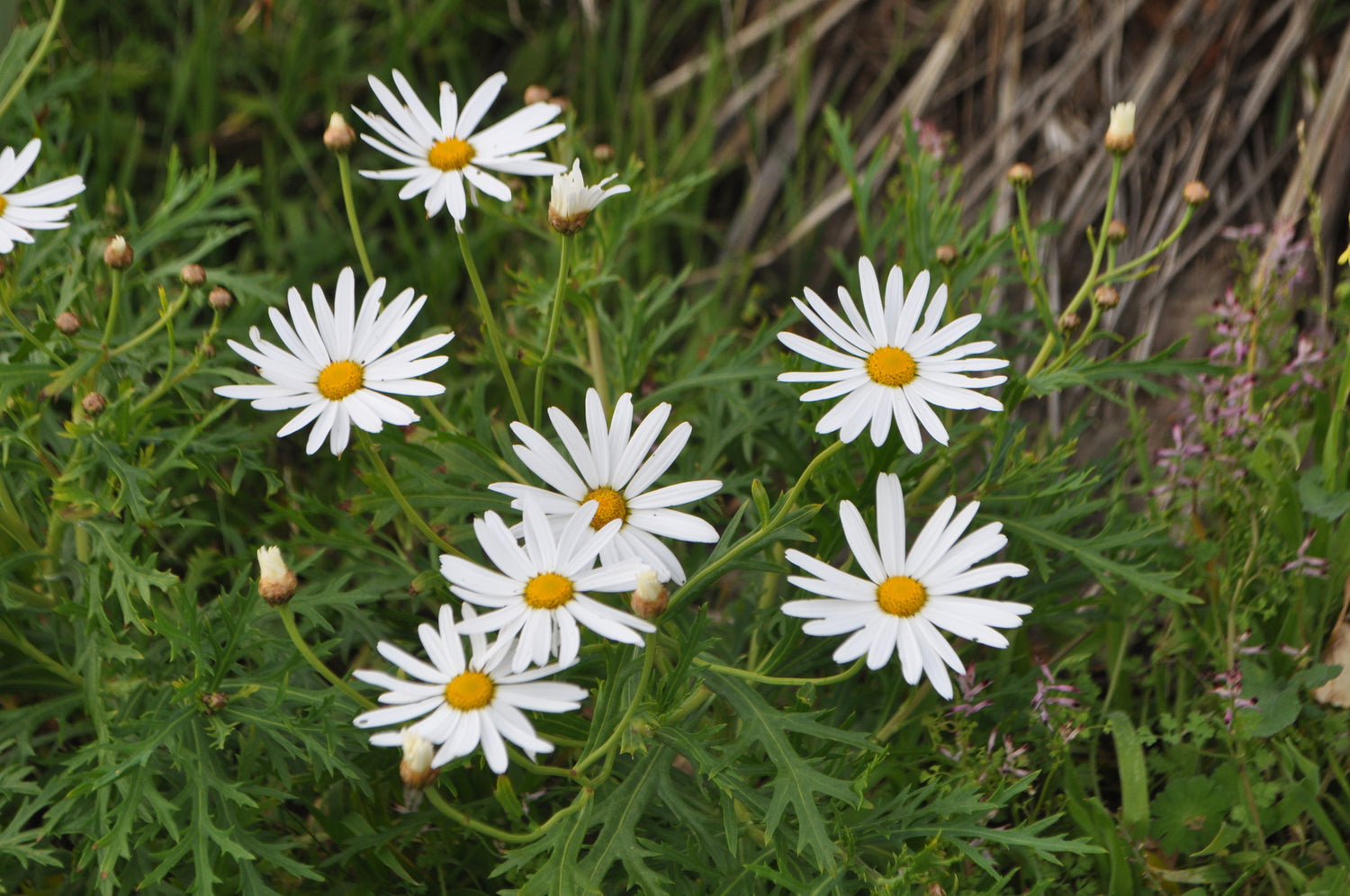 Argyranthemum ‘Biancaneve’ flower seeds – classic white daisy-like annual