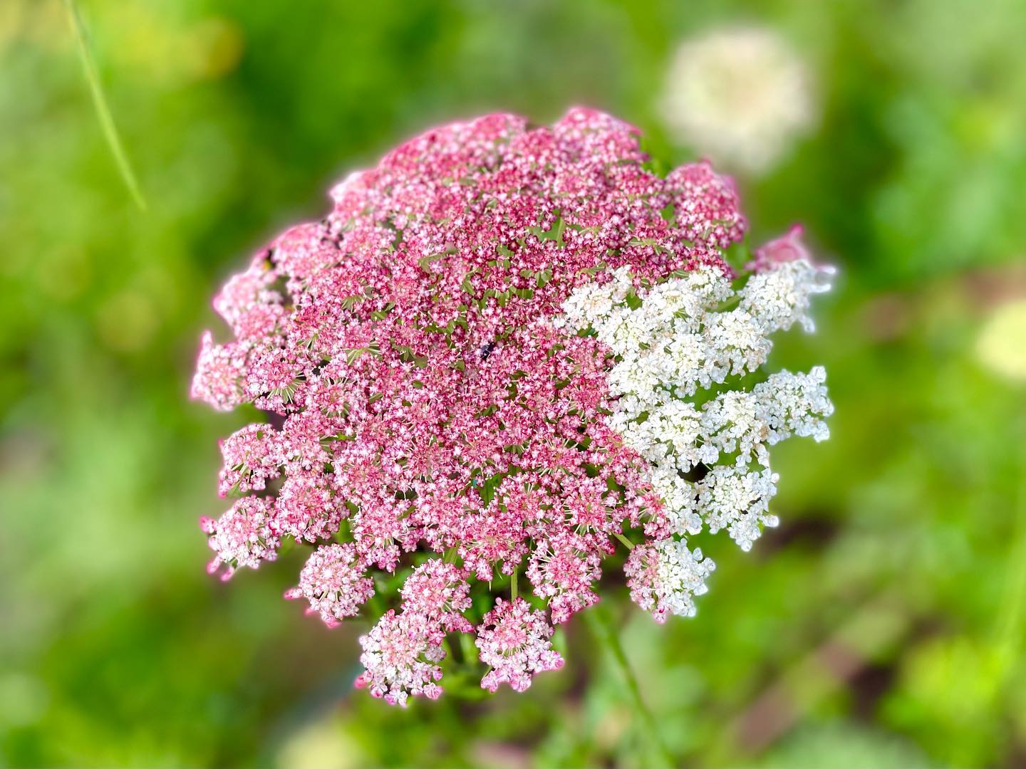 Queen Anne's Lace Dara - Daucus carota Seeds