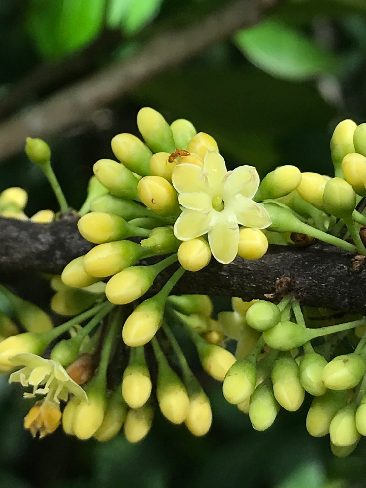 False Mastic (Pistacia lentiscus)