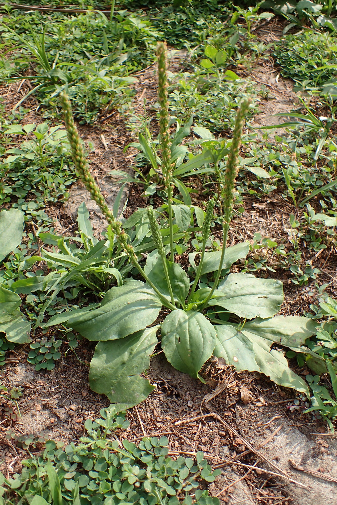 Plantago Asiatica