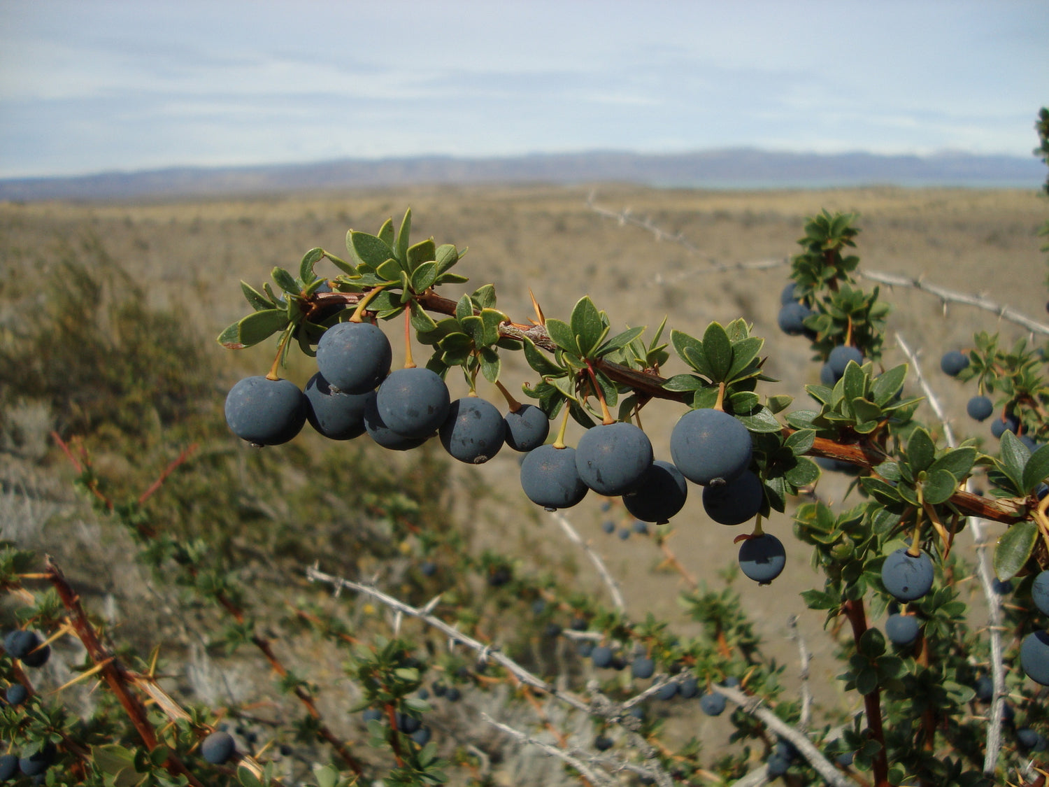 Magellan Barberry (Berberis microphylla)