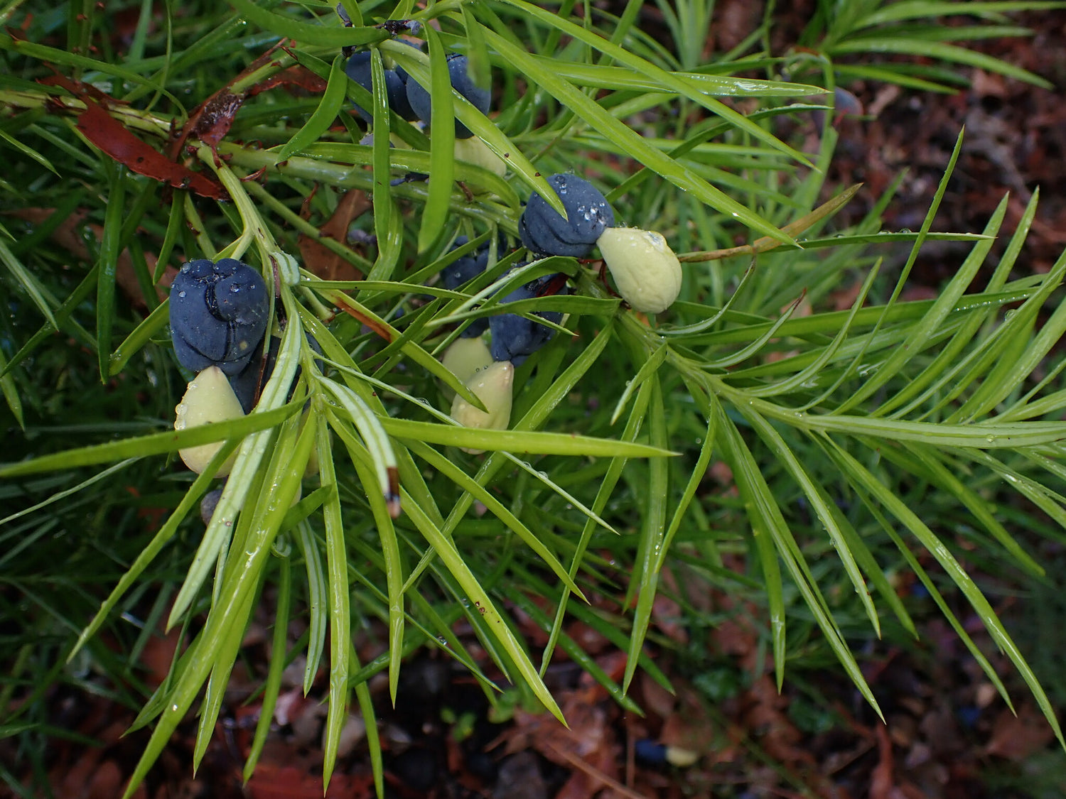 Emu Berry (Austromyrtus dulcis)