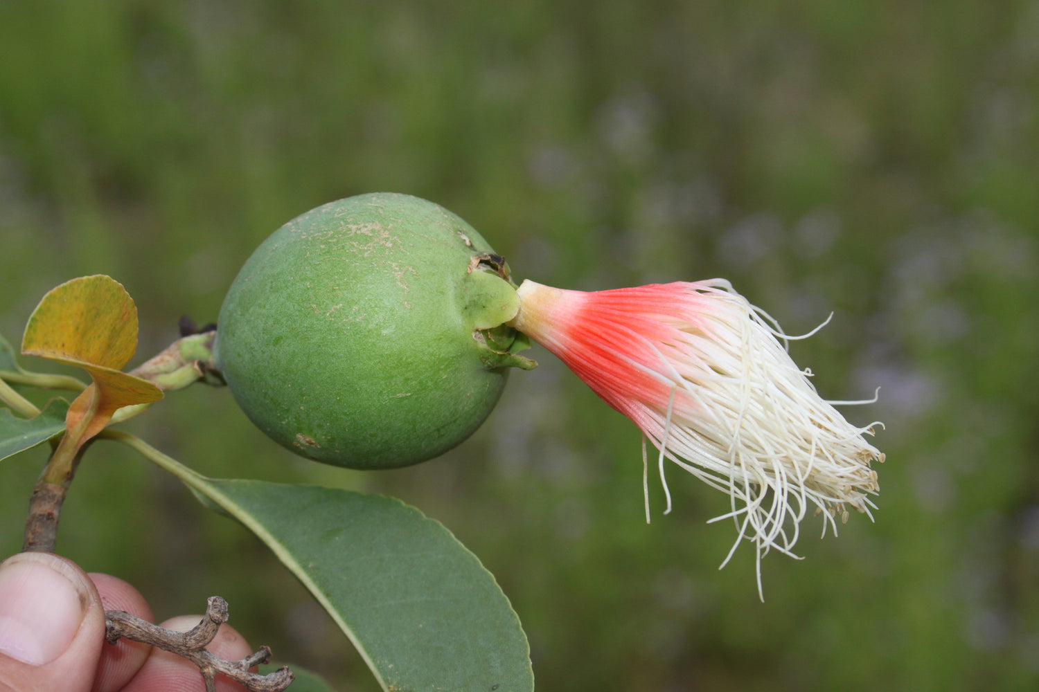 Cocky Apple (Malus domestica)