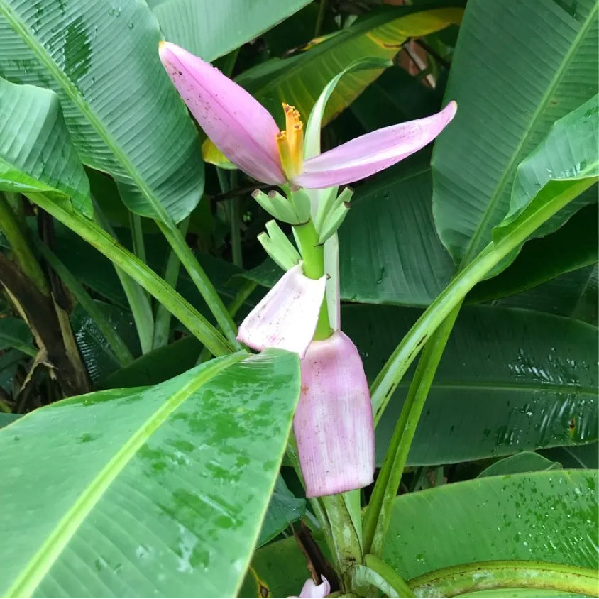 Ornamental banana Musa ornata seedlings growing from seeds