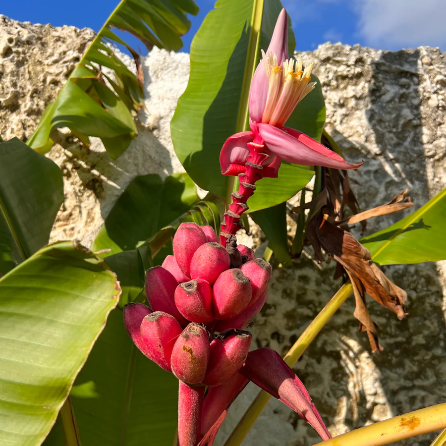 Ornamental Light Pink Banana seeds for planting unique banana varieties.