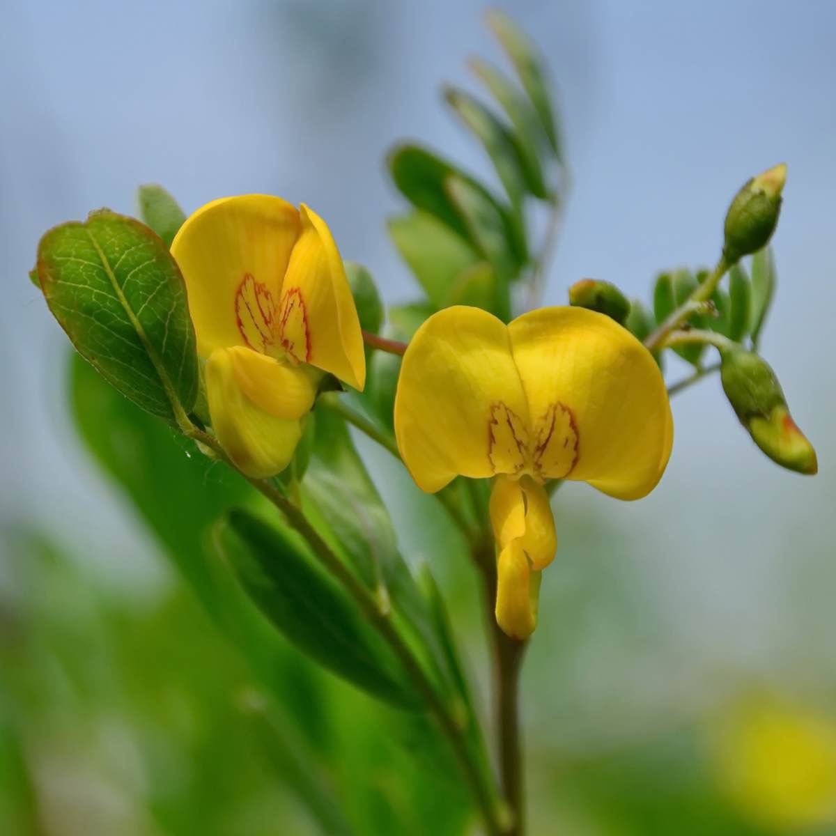Ornamental Bladder Senna shrub grown from heirloom seeds