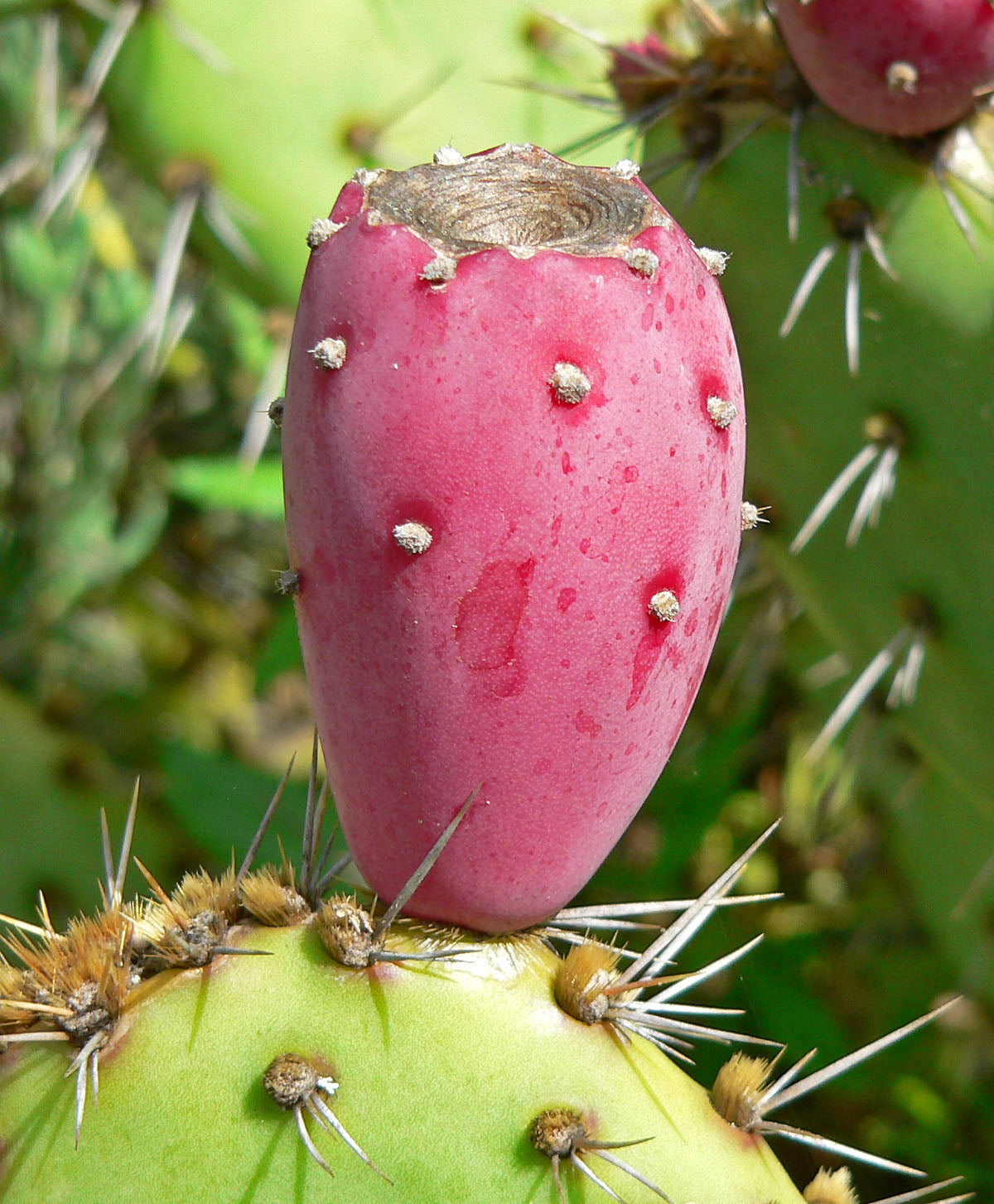 Ornamental opuntia cactus seeds for containers