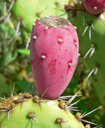 Ornamental opuntia cactus seeds for containers