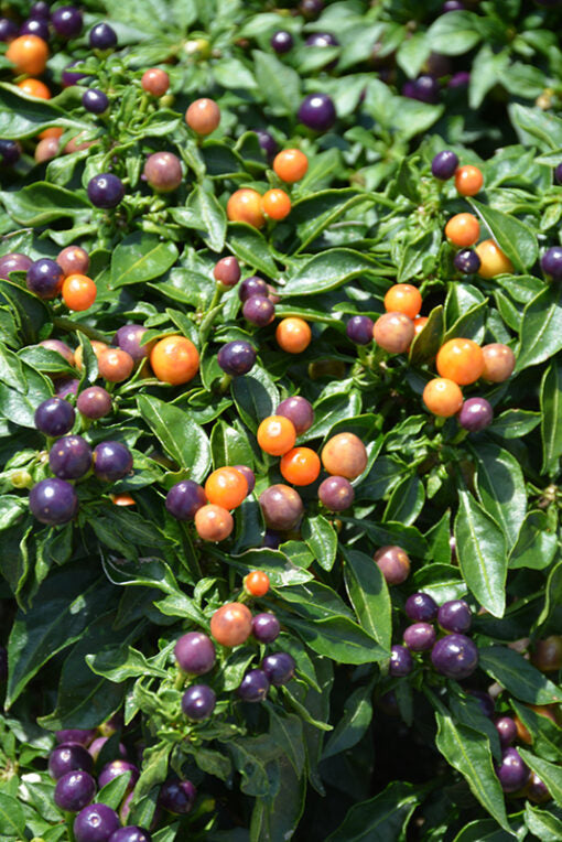 Ornamental Chilli Open Pollinated Round Type heirloom non-gmo garden seeds