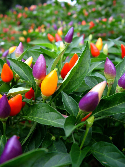 Ornamental Chilli Pointed Open Pollinated heirloom non-gmo garden seeds