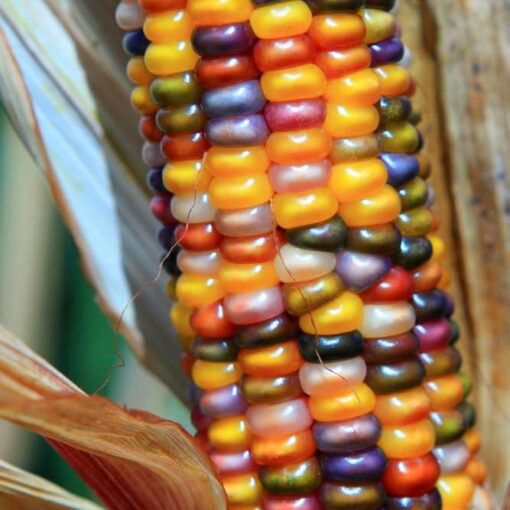 Ornamental Multi Color Corn heirloom non-GMO organic garden seeds