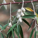 Ornamental Elaeagnus angustifolia seeds