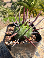 Ornamental euphorbia seeds for indoor pot and home decor