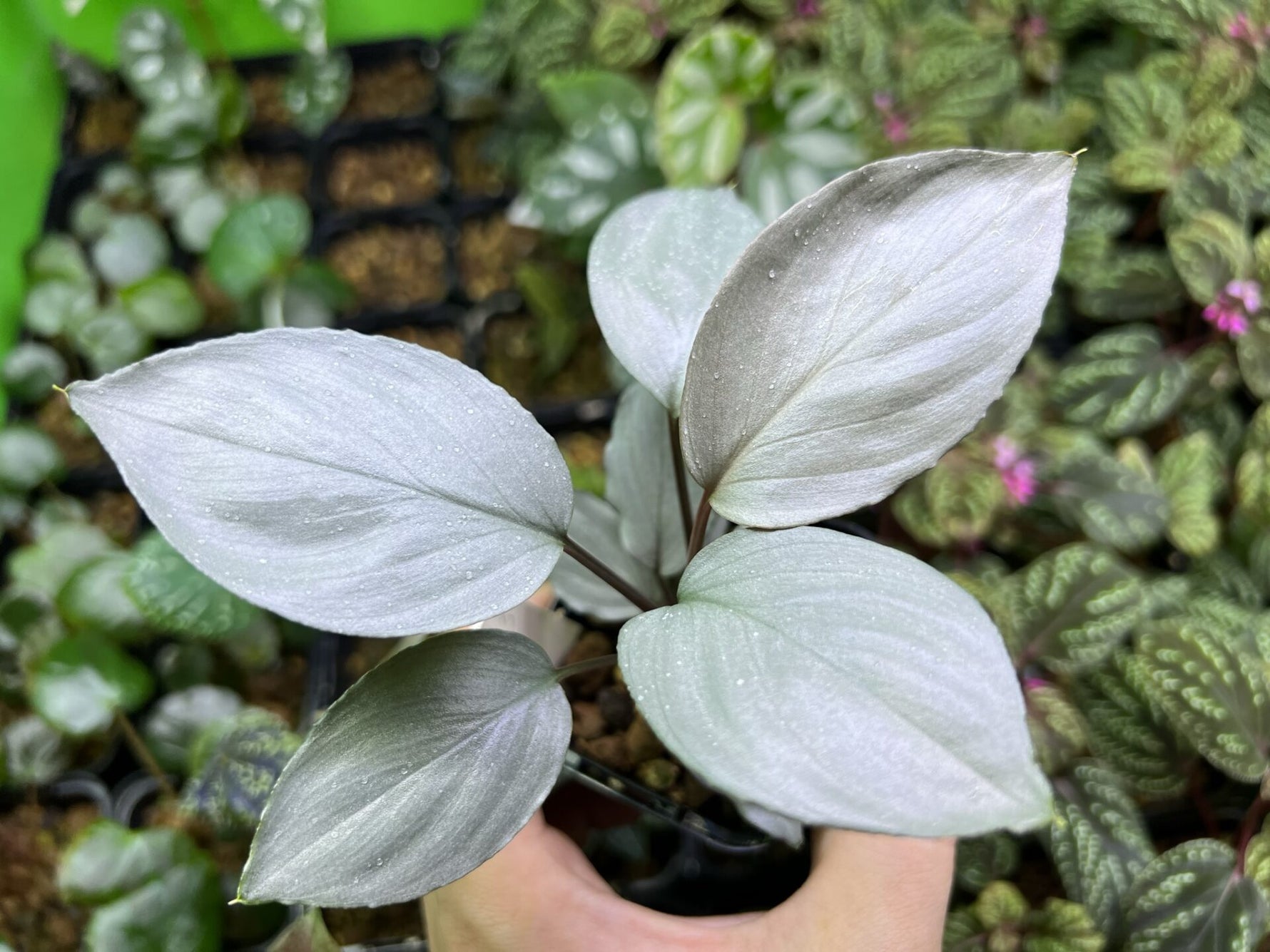Ornamental Humilis Silver plant seeds for home garden landscapes