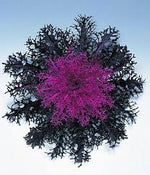 Ornamental Kale Peacock Red Imported heirloom non-gmo organic garden seeds