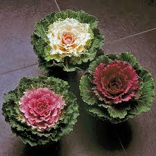 Ornamental Kale Pigeon F1 Imported heirloom non-gmo organic garden seeds