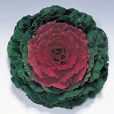 Ornamental Kale Pigeon Red F1 Imported heirloom non-gmo organic garden seeds