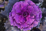 Ornamental Kale Seeds for Planting - 100 Pcs pcs - Dharaseeds