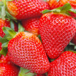 Ornamental mock strawberry seeds for home garden