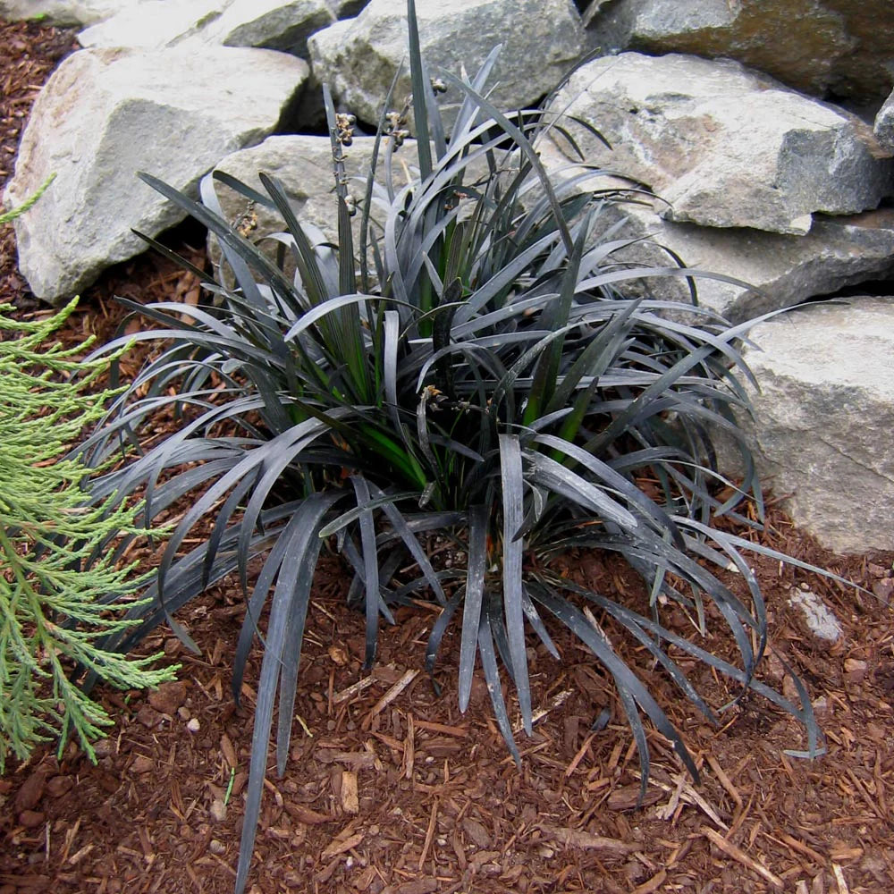 Ground cover grass seeds for decorative garden borders