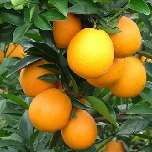 Ornamental orange bonsai seeds compact decorative variety