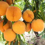 Ornamental peach bonsai plant for indoor decorative gardening