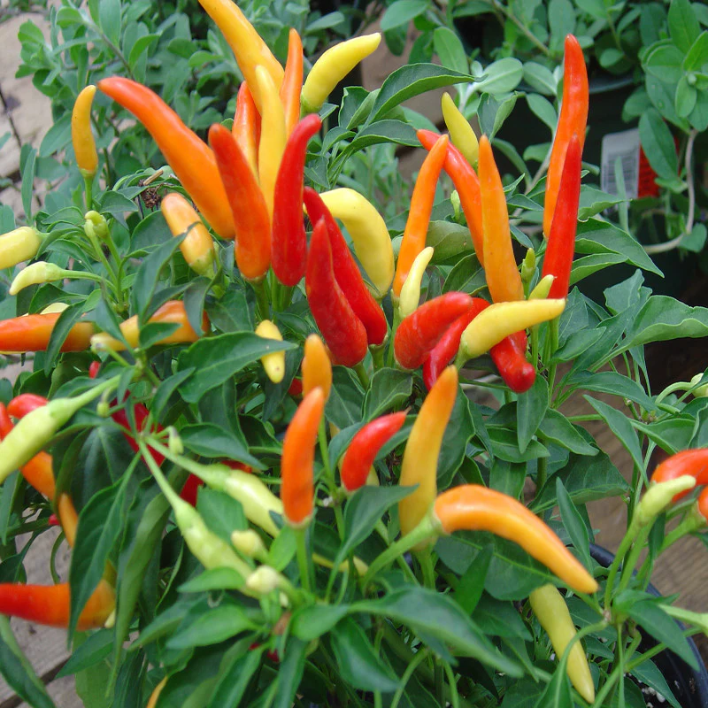 Semi Peperoncino Chiltepin Pepper Vegetable Seeds for Planting