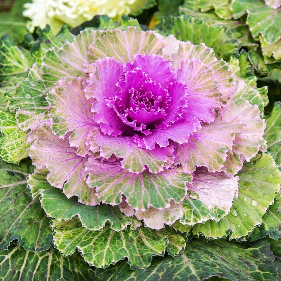 Purple Prince Flowering Kale Seeds for Gardening