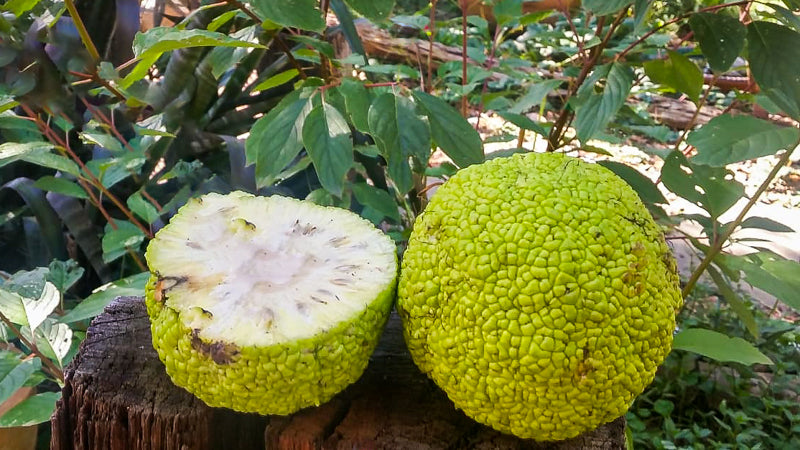 Osage Orange (Maclura pomifera) Seeds