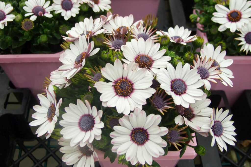 African Daisy Polar Star