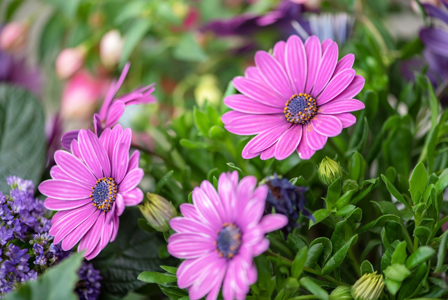 Purple Osteospermum Seeds