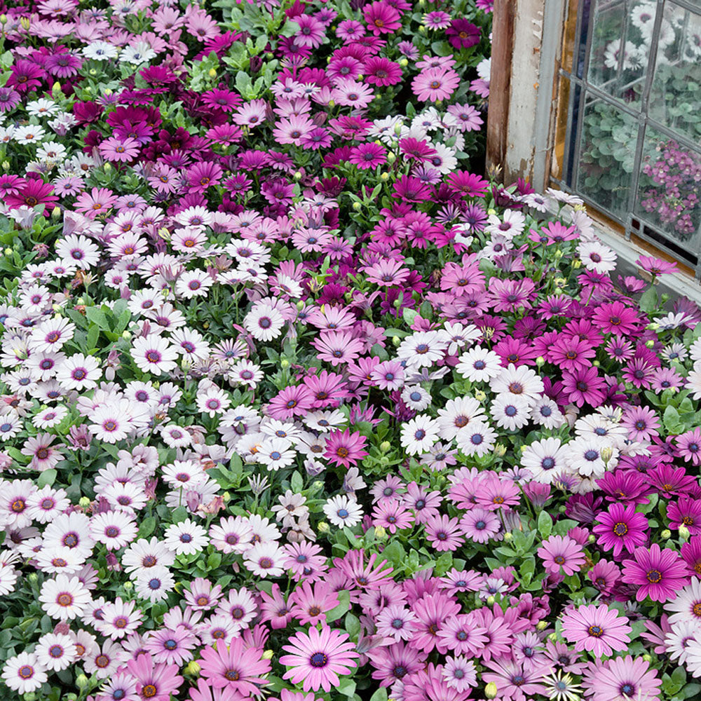 Osteospermum Akila Mix Seeds