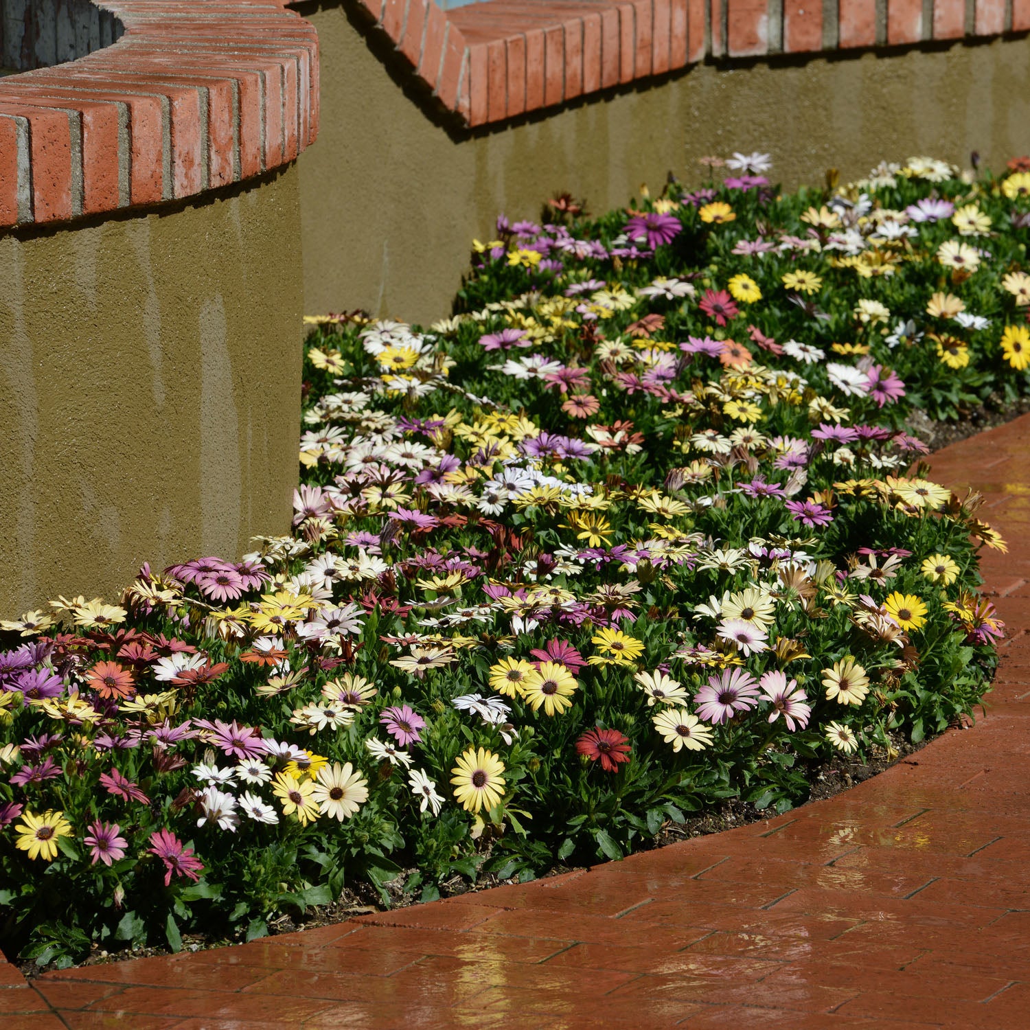 Mix Osteospermum Seeds