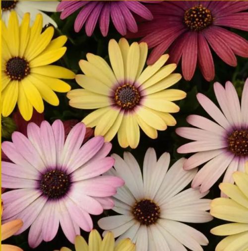 Osteospermum Akila Grand Canyon Imported heirloom non-gmo organic garden seeds