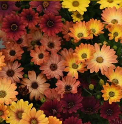 Osteospermum Akila Sunset Shades Imported heirloom non-gmo organic garden seeds