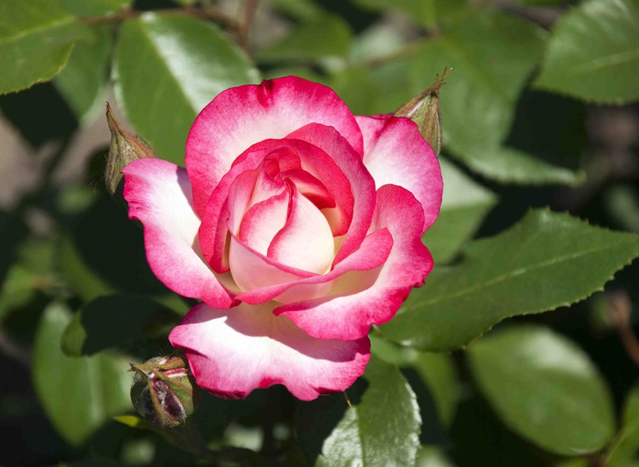 Rose White Heart Pink Rosa flower seeds (rare) for planting in home garden or indoor pots