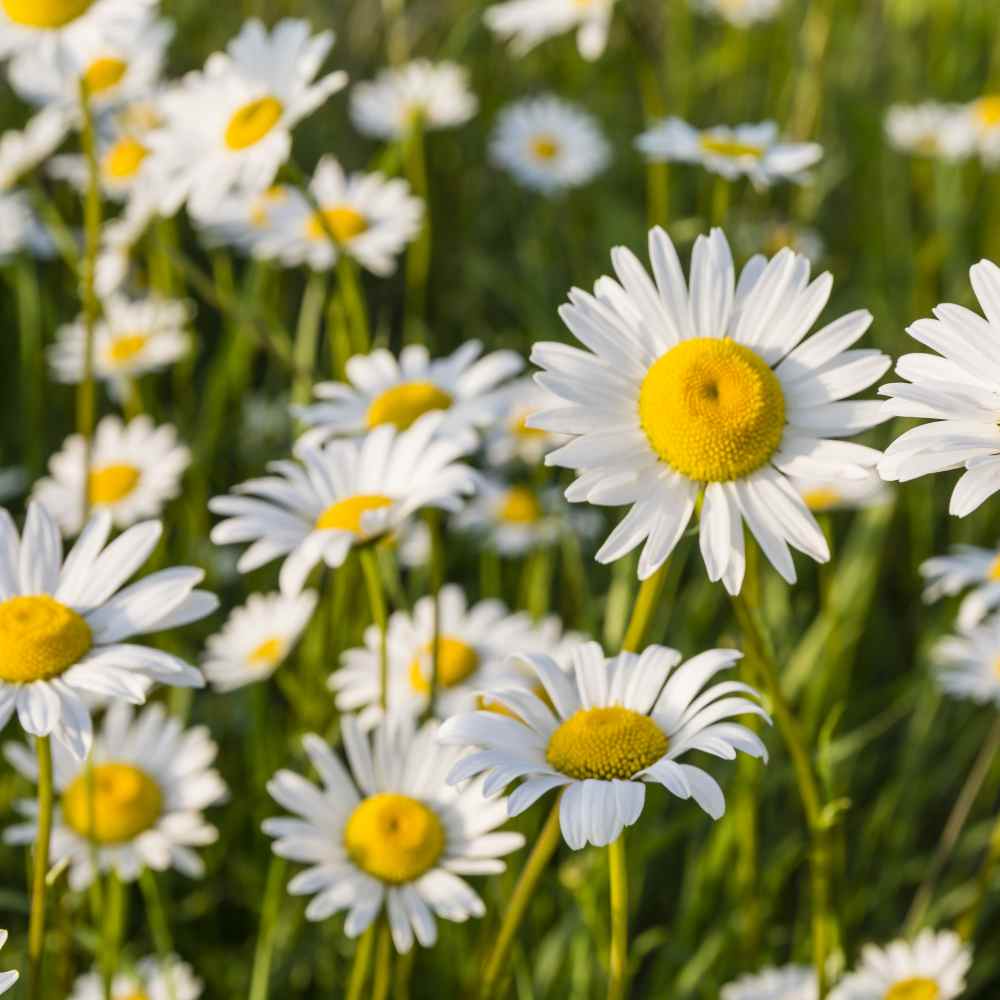 Chrysanthemum Ox-eye Daisy Wildflower Seeds