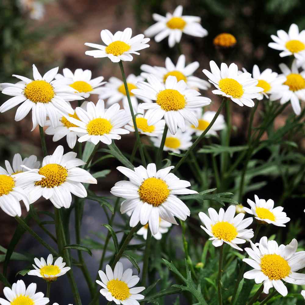 Chrysanthemum Ox-eye Daisy Wildflower Seeds