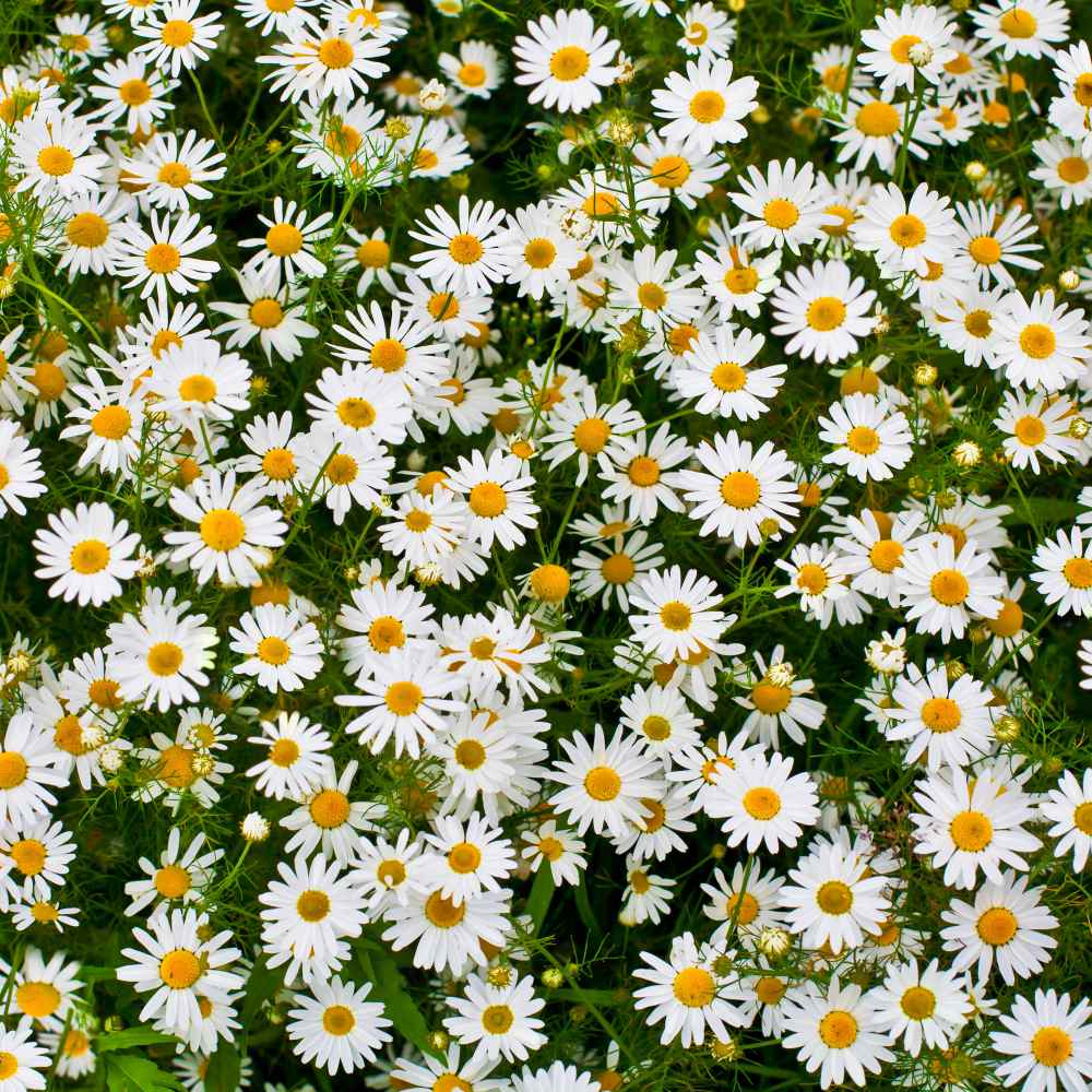 Chrysanthemum Ox-eye Daisy Wildflower Seeds