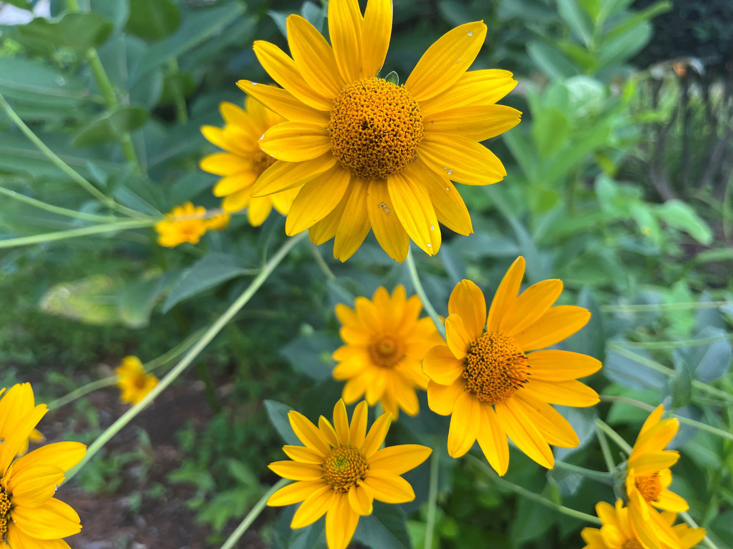 Early Sunflower Seeds Heliopsis helianthoides Ox-Eye Native Perennial – Heirloom, Non-GMO, High Germination Organic Garden Seeds