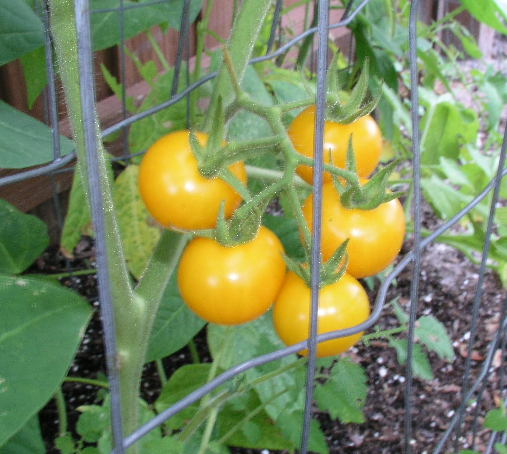 Oxheart Yellow tomato seeds heirloom variety for large heart - shaped fruits - Dharaseeds