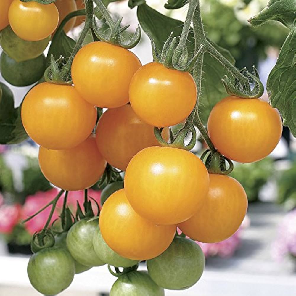 Oxheart Yellow tomato seeds heirloom variety for large heart - shaped fruits - Dharaseeds