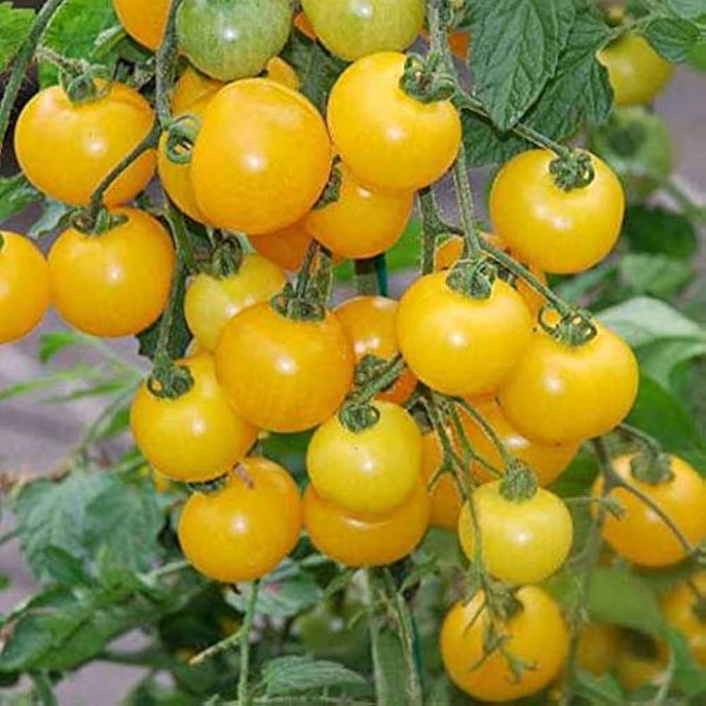 Oxheart Yellow tomato seeds heirloom variety for large heart - shaped fruits - Dharaseeds