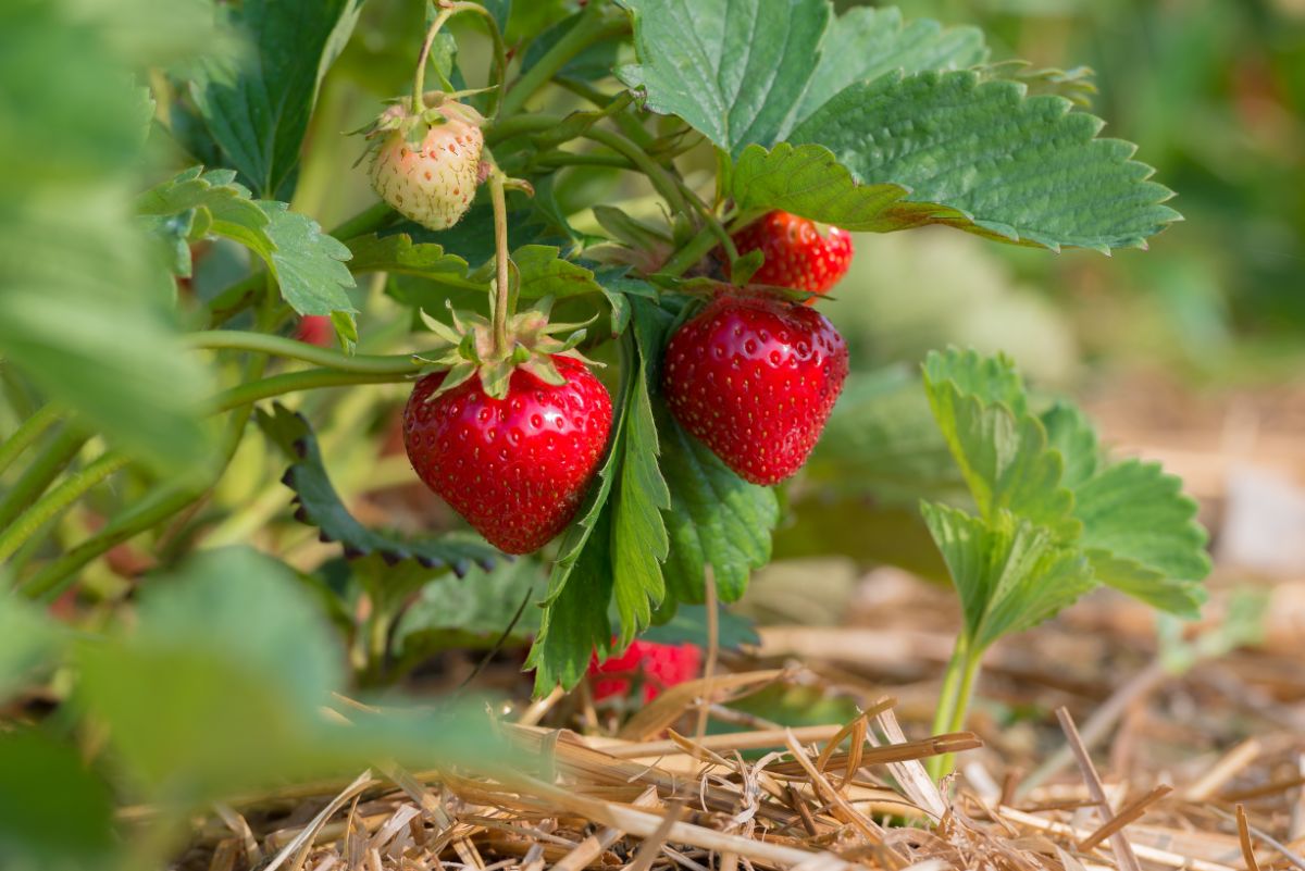 Ozark Beauty Strawberry (Fragaria × ananassa) Seeds