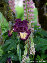 Blood Moon Tall Bearded Iris