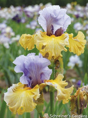 Collusion Tall Bearded Iris