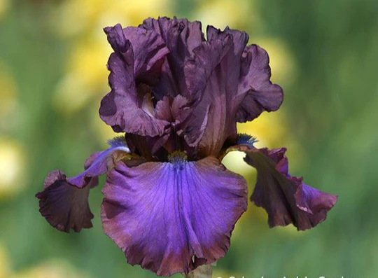 Cantina Tall Bearded Iris